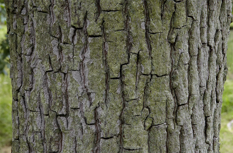 mockernut山核桃.jpg mockernut山核桃