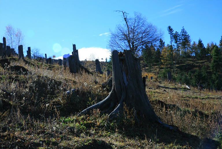 木材旋轉(zhuǎn)期