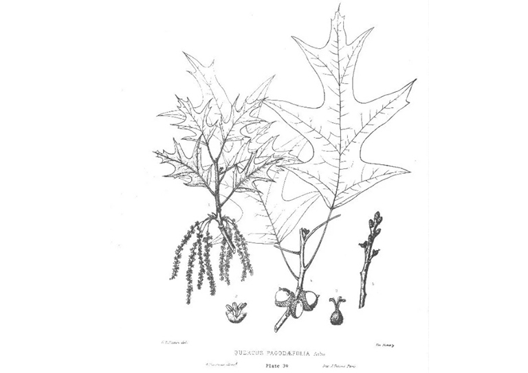 南部的紅橡樹(shù).jpg 南部的紅橡樹(shù)