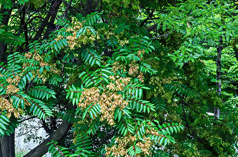 天堂之樹，臭椿或中國漆樹