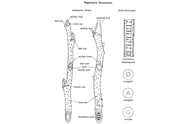 休眠冬樹標記照片