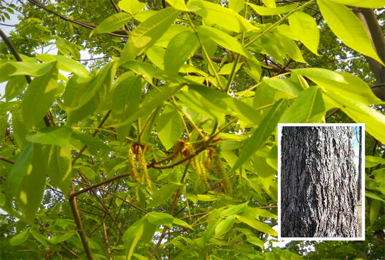 山核桃樹皮.jpg 山核桃樹皮