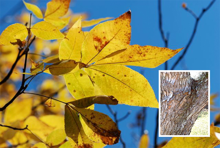 銀楓樹皮.jpg 銀楓樹皮