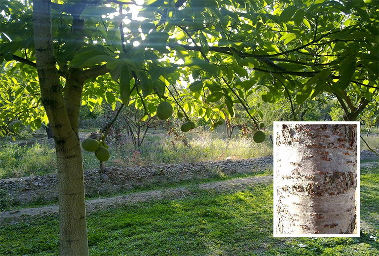 紅楓樹皮.jpg 紅楓樹皮