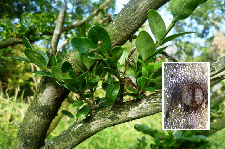 黃楊樹皮.jpg 黃楊樹皮