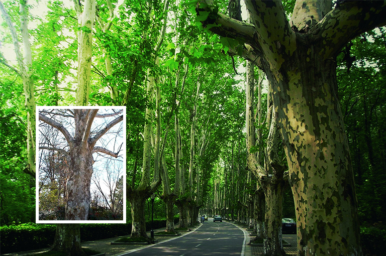 老梧桐樹皮.jpg 老梧桐樹皮