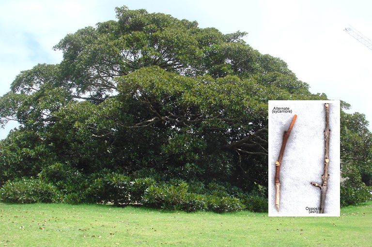 無花果和灰.jpg 無花果和灰