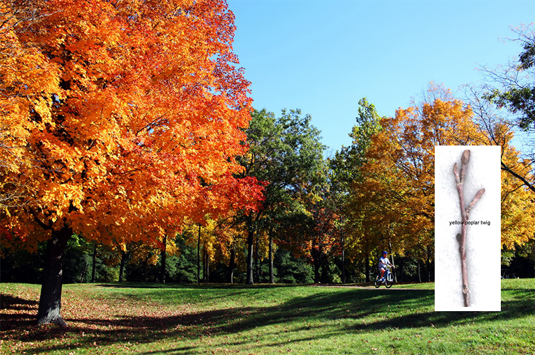 黃楊樹枝.jpg 黃楊樹枝