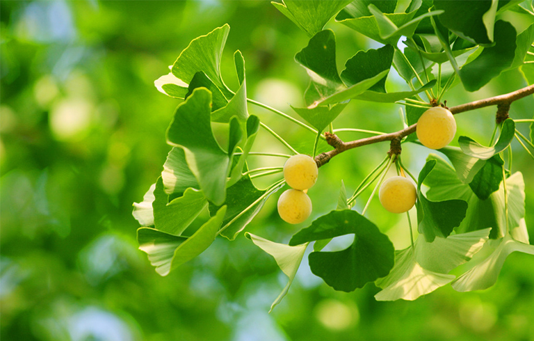 銀杏果.jpg 銀杏果