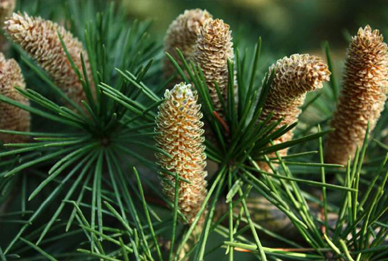 花旗松.jpg 花旗松