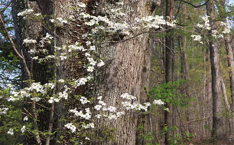 山茱花樹.jpg 山茱花樹