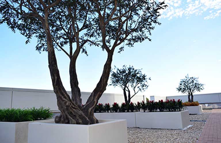 室外假樹(shù).jpg 室外假樹(shù)