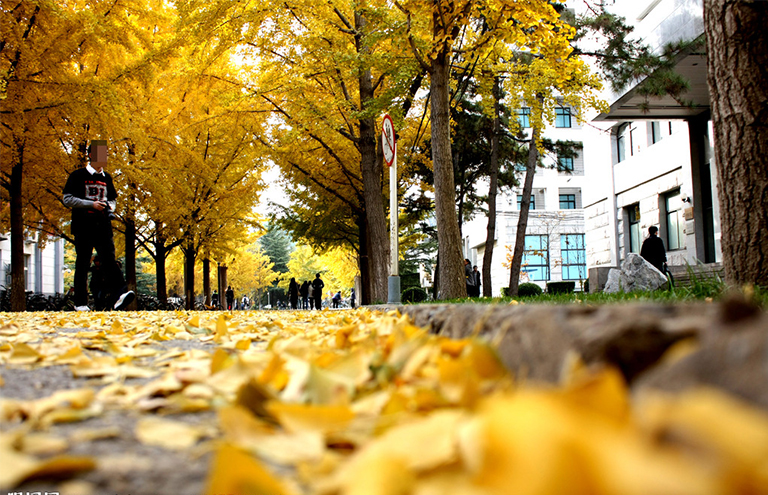 樹(shù)葉脫落和衰老