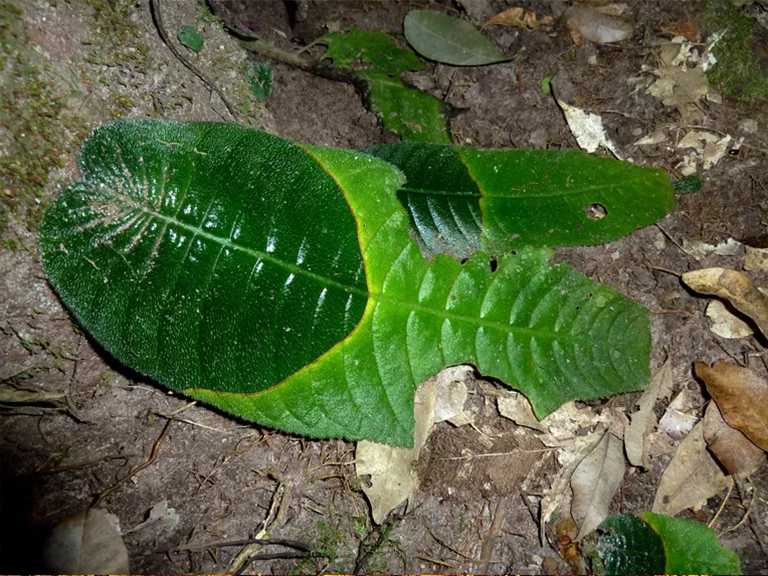 樹(shù)葉脫落和衰老