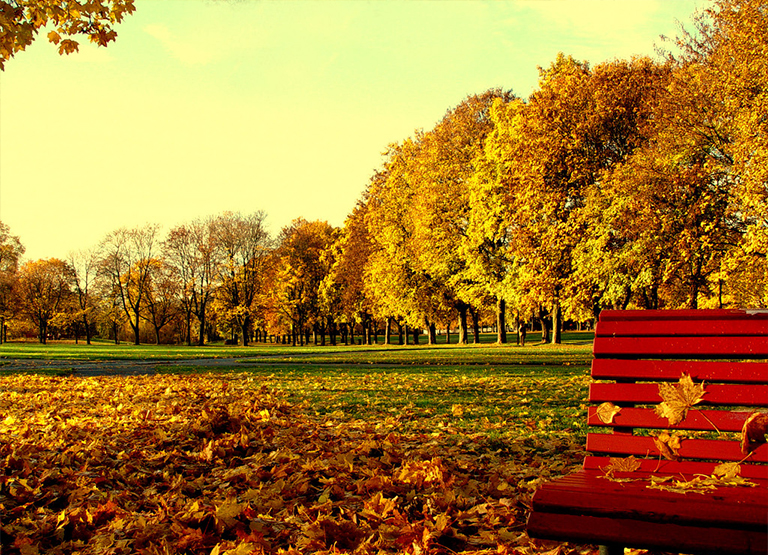樹(shù)葉脫落和衰老