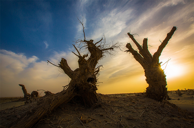 可能造成樹木死亡的5個因素