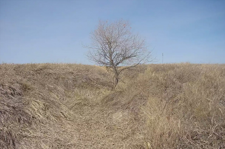 早春樹(shù)仍處于休眠狀態(tài)