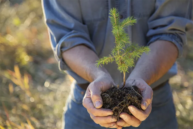 樹木生長與發育