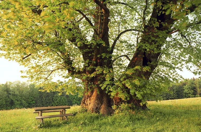估計(jì)林木的年齡
