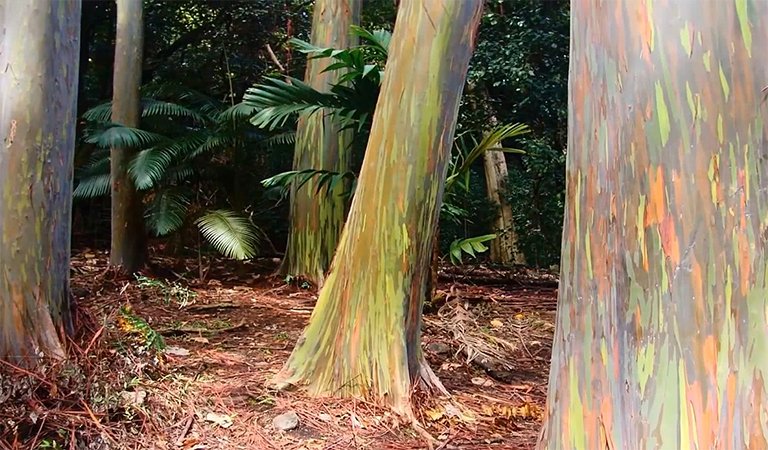 估計(jì)林木的年齡