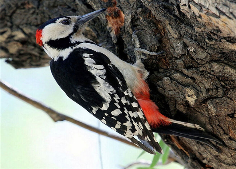 啄木鳥.jpg 啄木鳥