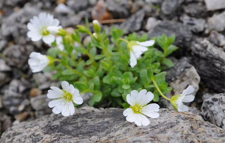 調遣生長在一個巖石區域的浮萍（Cerastium arvense）