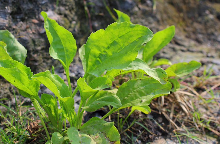 車前草專業在一片草地