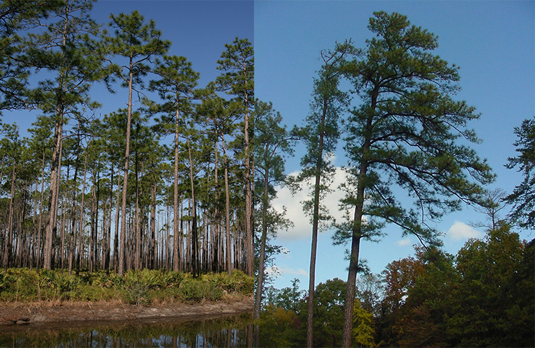 黃松(Elliottii).jpg 黃松(Elliottii)