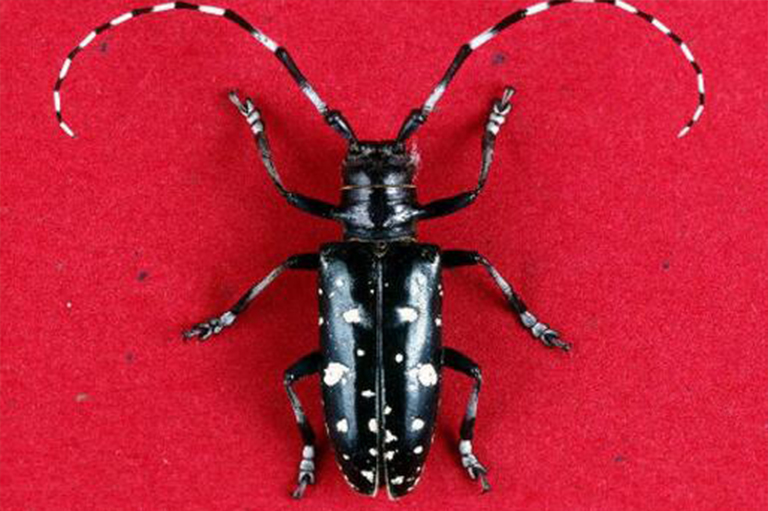 亞洲長(zhǎng)角甲蟲(chóng).jpg 亞洲長(zhǎng)角甲蟲(chóng)