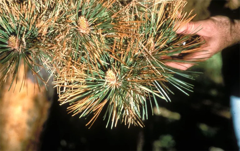 針葉樹病的預防和控制.jpg 針葉樹病的預防和控制