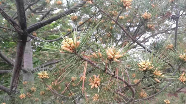 針葉樹病的預防和控制3.jpg 針葉樹病的預防和控制