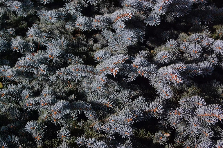 科羅拉多州藍色云杉樹.jpg 科羅拉多州藍色云杉樹