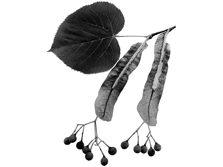 美國(guó)山毛櫸葉子