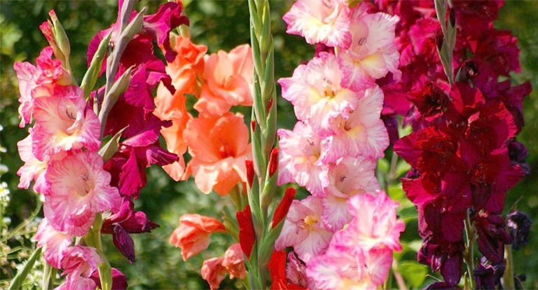 唐菖蒲.jpg 唐菖蒲