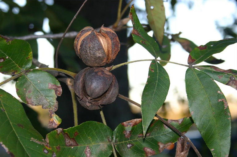 Shagbark山核桃堅果