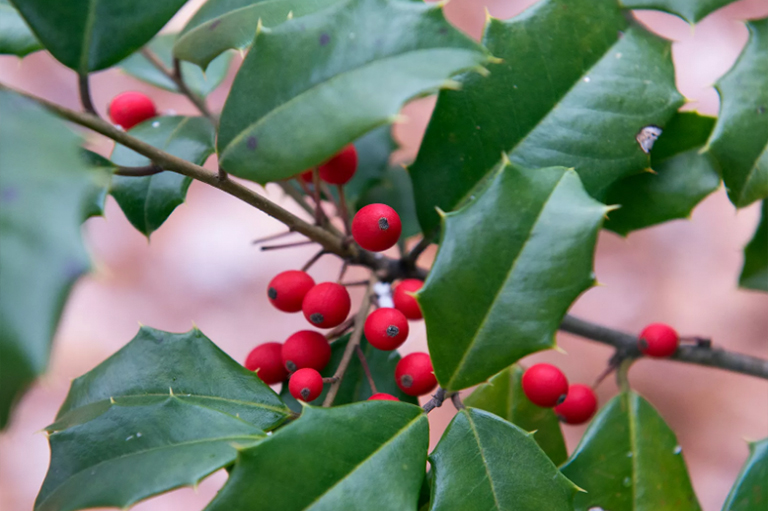 美國冬青樹葉和漿果
