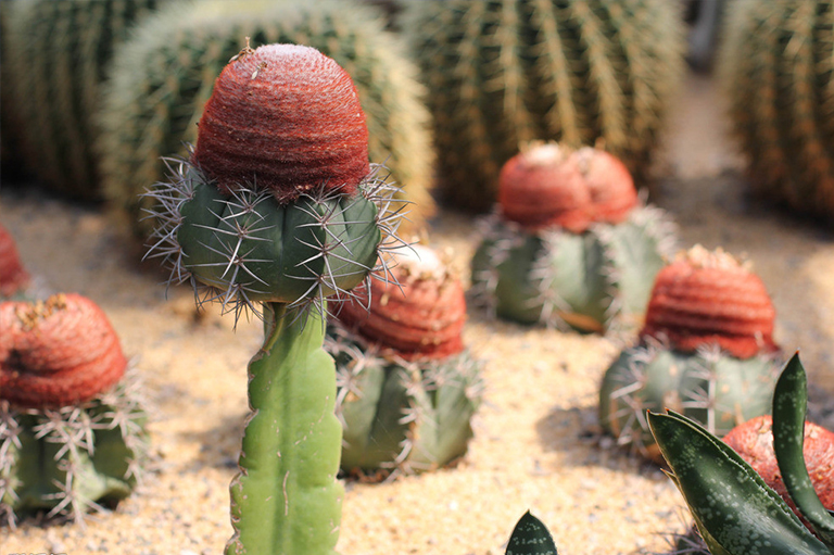 沙漠生物群落概述.jpg 沙漠生物群落概述