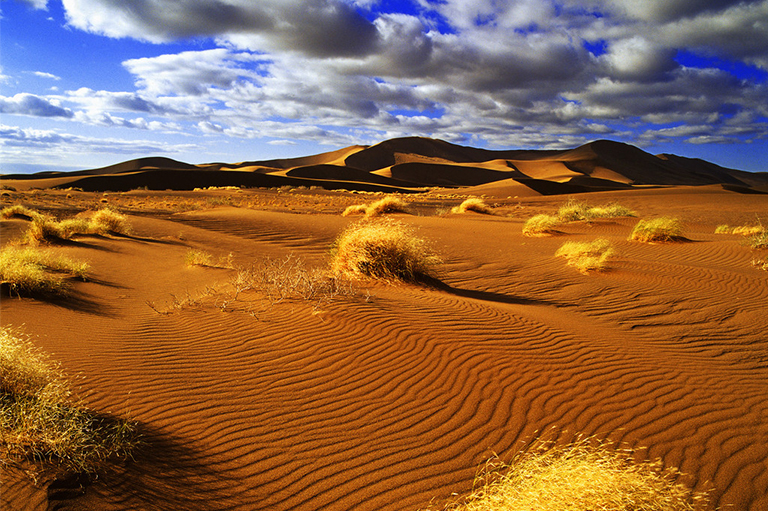 沙漠生物群落概述.jpg 沙漠生物群落概述