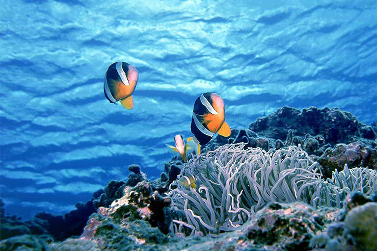 生物群落.jpg 生物群落