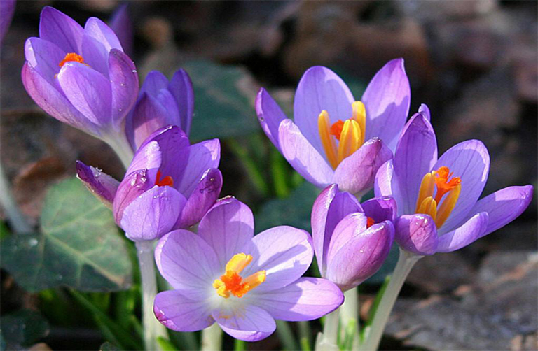 水仙花.jpg 水仙花