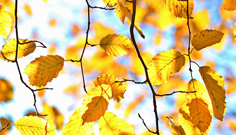 生物因素與非生物因素.jpg 生物因素與非生物因素