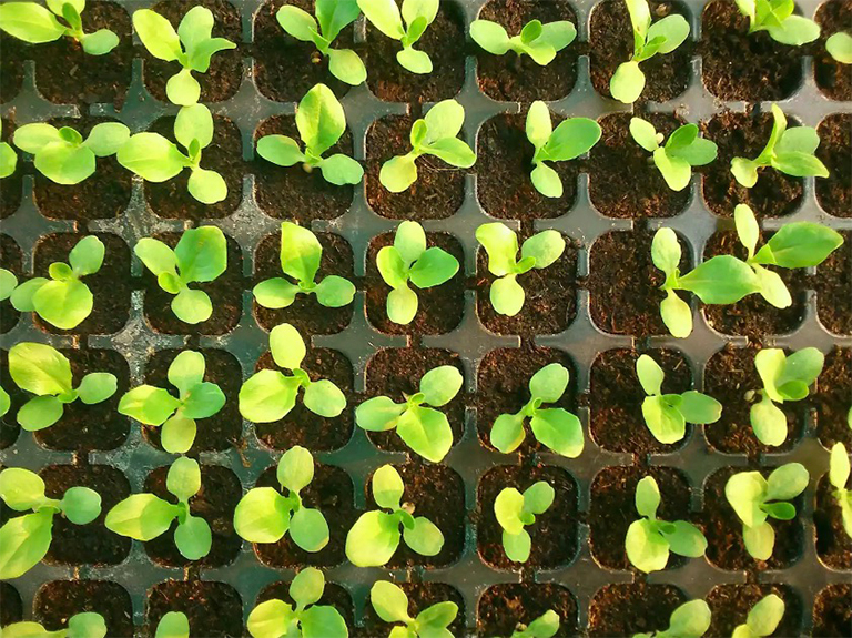 在院子的一些陽光充足的地方沒有植被