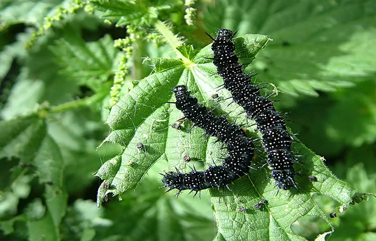 孔雀蝴蝶.jpg 孔雀蝴蝶