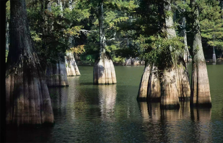 大灌木國家保護區