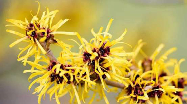 植物修復(fù).jpg 植物修復(fù)