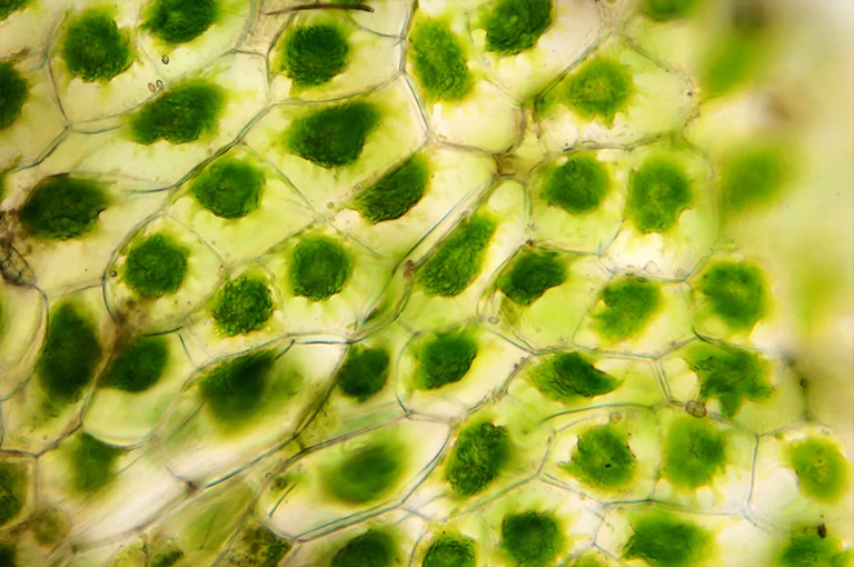 all細胞的光學顯微照片