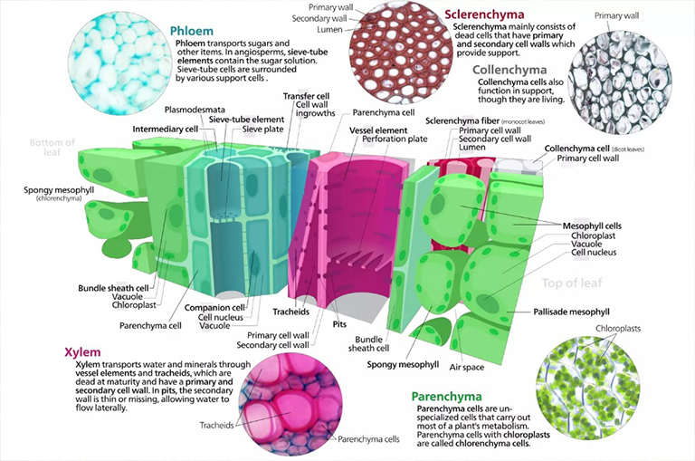 植物組織系統：植物生長