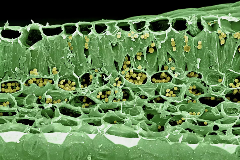 葉截面.jpg 葉截面
