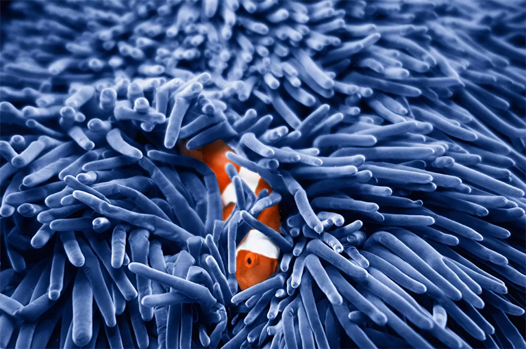 小丑魚和海葵.jpg 小丑魚和海葵