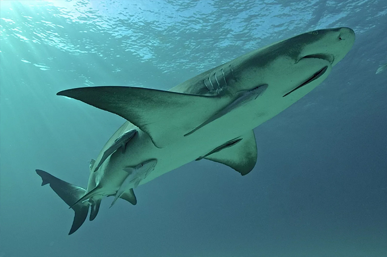 檸檬鯊和Re魚.jpg 檸檬鯊和Re魚